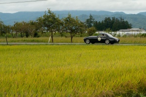 FERRARI 212 INTER driving through golden rice fields blowing in wind